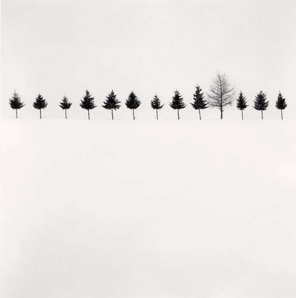 Michael Kenna: Line of Trees, Biei, Hokkaido, Japan, 2012 — PDNB